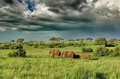 serengeti_ational_park