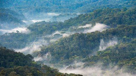 Image of bwindi_impenetrable_forest