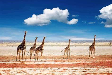 Image of etosha_national_park