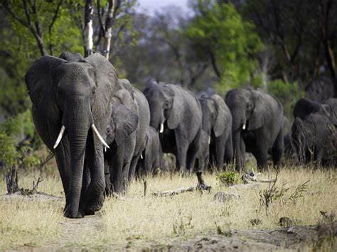 Image of hwange_national_park