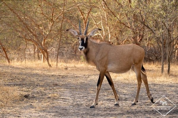 Image of bandia_wildlife_reserve