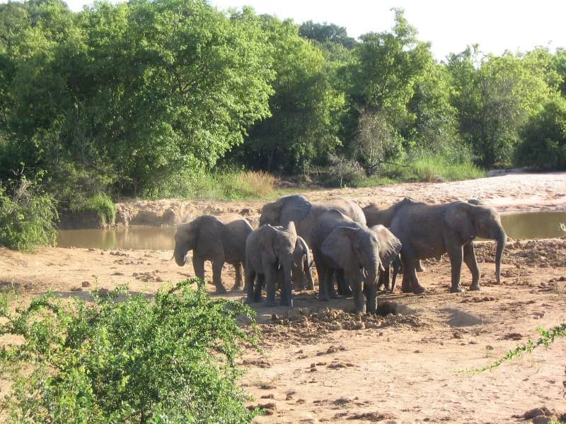 yankari_national_park