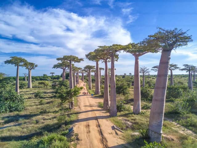 Image of avenue_of_the_baobabs