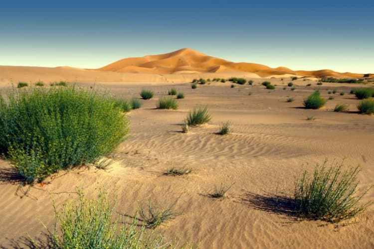 sahara_desert